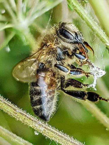 Réf. 363 875 : Apis mellifera